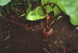 picture of sugerbeets