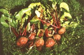 picture of sugerbeets